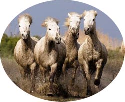 Caballo