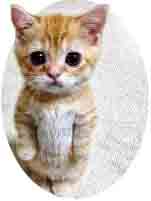 Gato