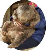 Wombat