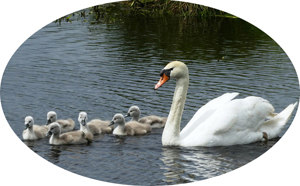 Lago con cisnes