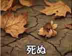 jlpt5 6a