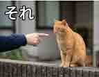 jlpt5 6a