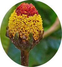 Acmella oleracea
