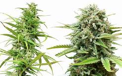 cannabis