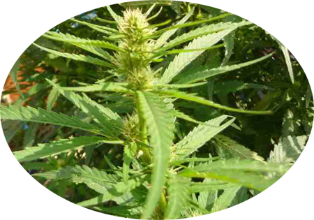 cannabis