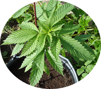 cannabis sativa