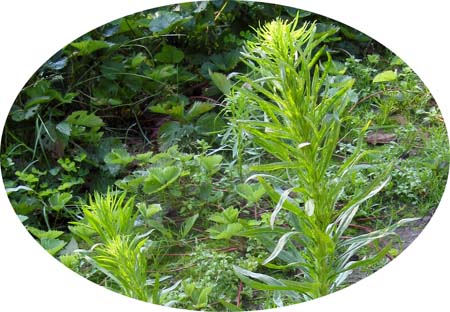 Hierba carnicera