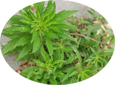Hierba carnicera