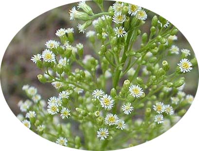 Hierba carnicera