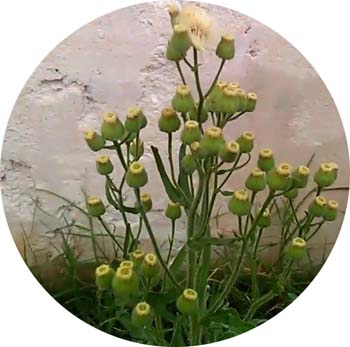 Hierba carnicera