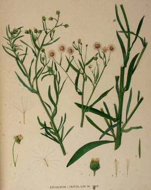 Hierba carnicera