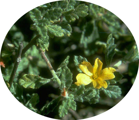 Damiana