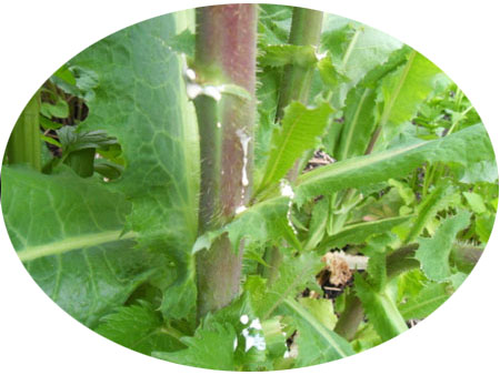 Lechuga silvestre