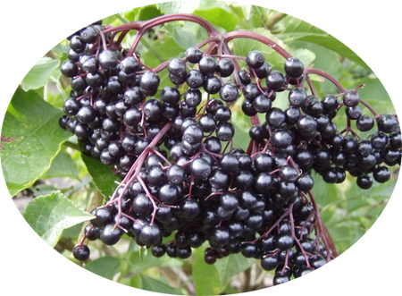 Fruta de sauco