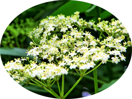 Flor de sauco